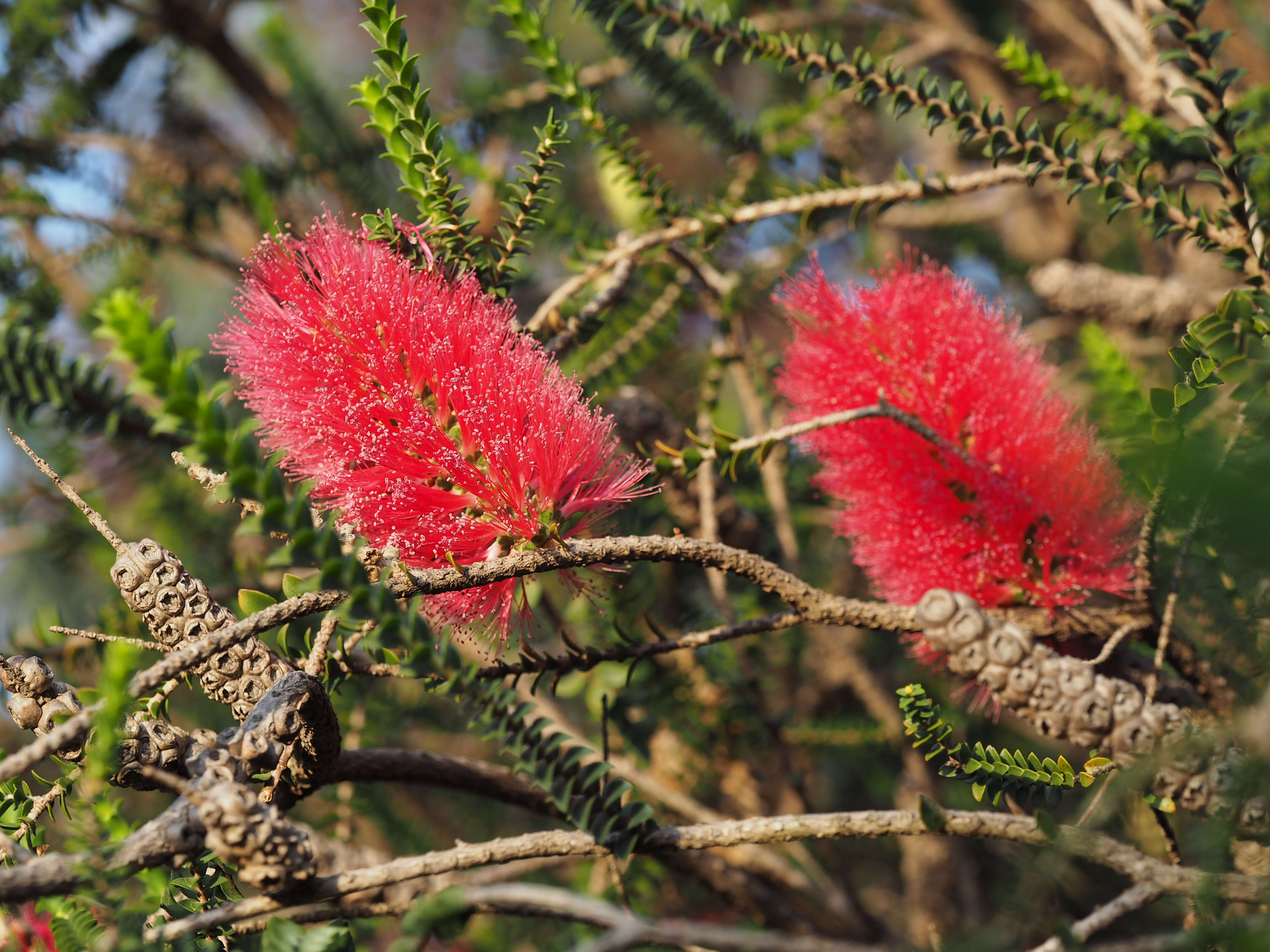 Image of Melaleuca coccinea George