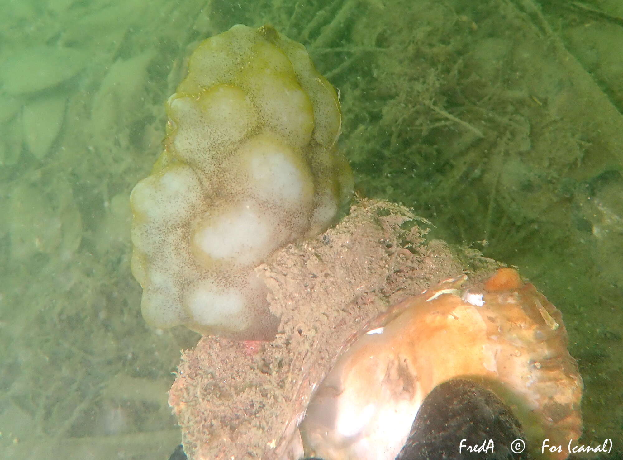 Image of white sea-squirt