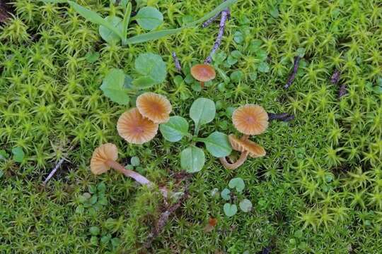 Imagem de Galerina graminea (Velen.) Kühner 1935