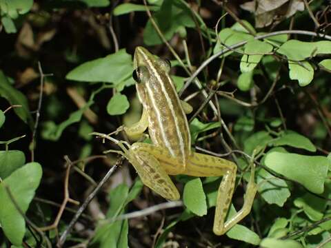 صورة Hylarana macrodactyla Günther 1858