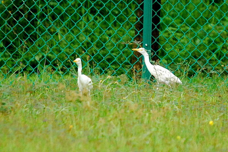 Image de Bubulcus ibis coromandus