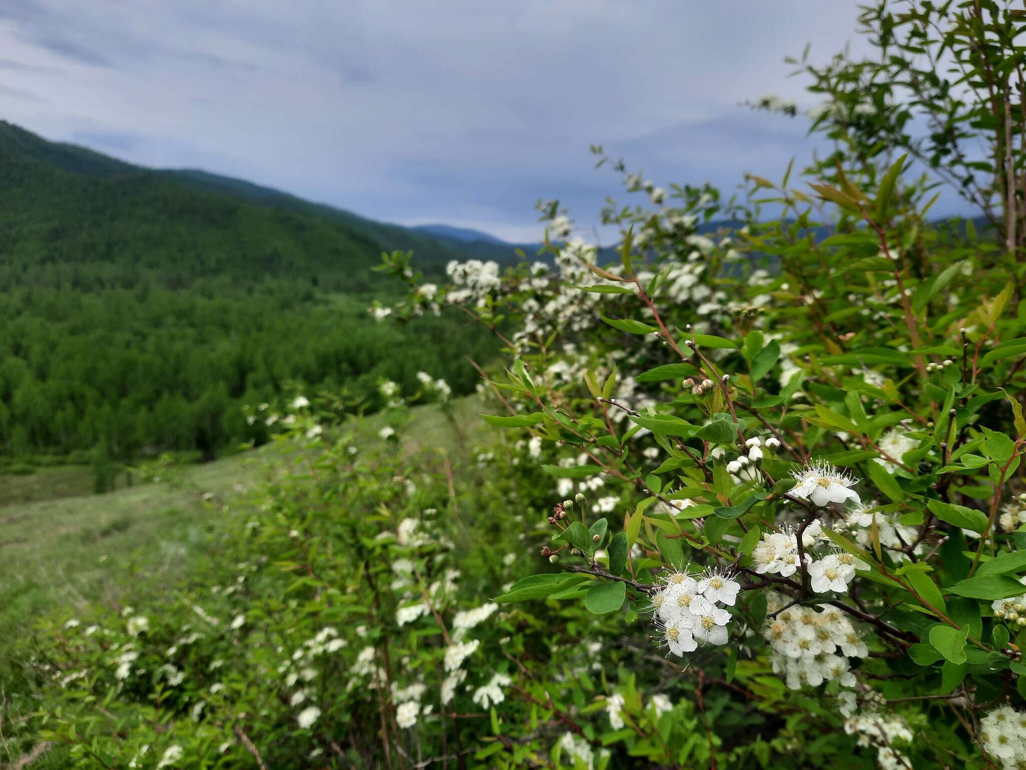 Image of Spiraea flexuosa Fisch. ex Cambess.