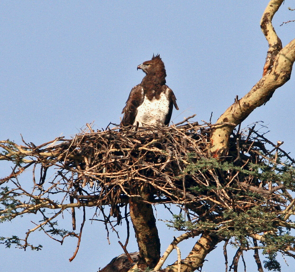 Imagem de Polemaetus Heine 1890