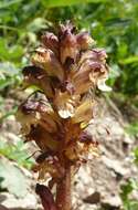 Imagem de Orobanche reticulata Wallr.