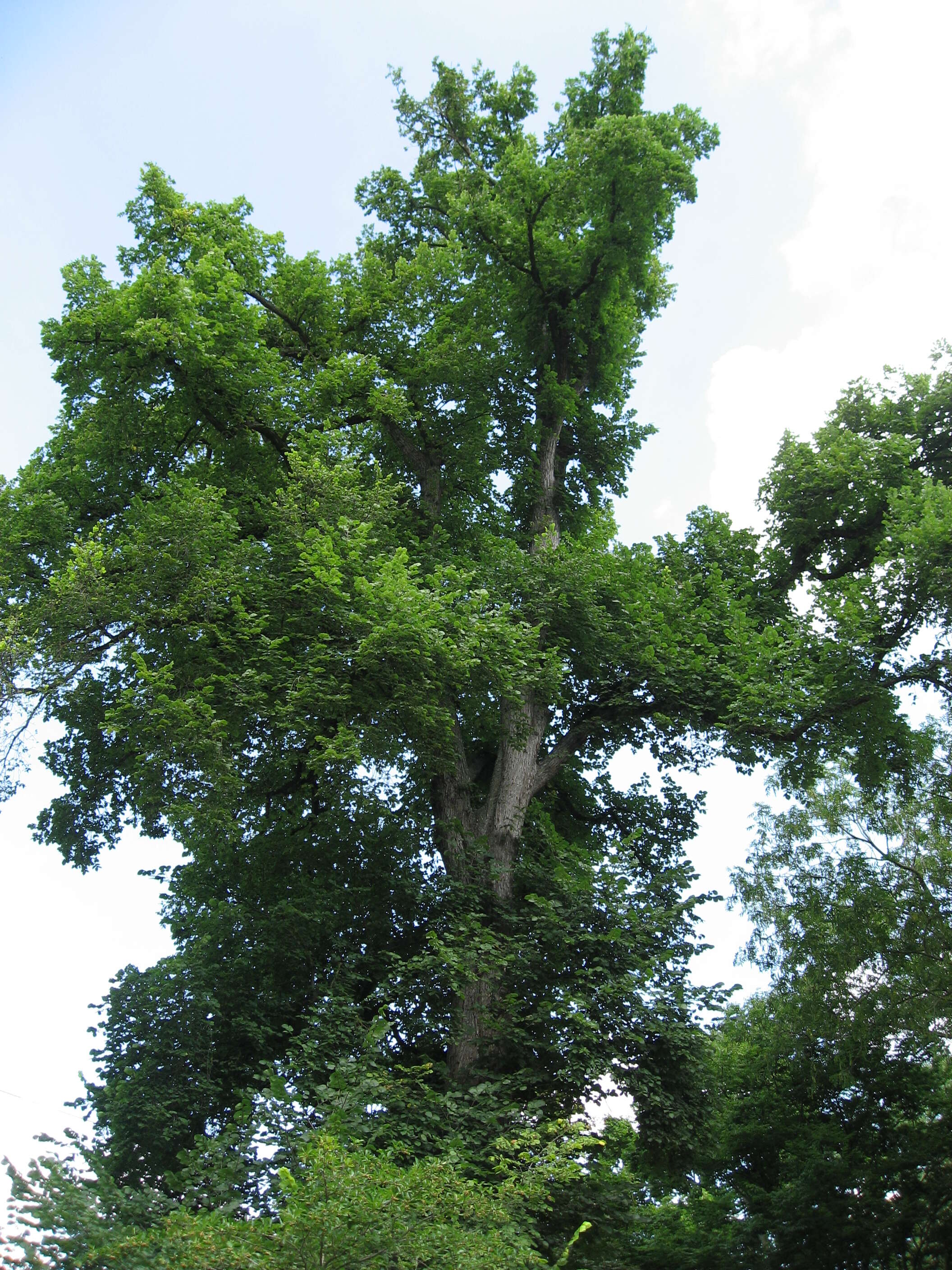 Image of American elm