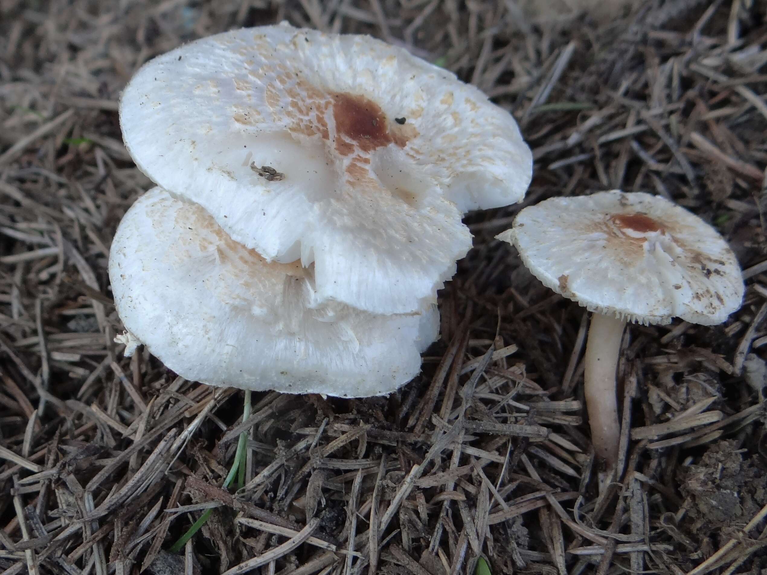 Слика од Lepiota cristata (Bolton) P. Kumm. 1871