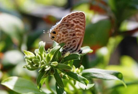 Image of Lang's Short-tailed Blue