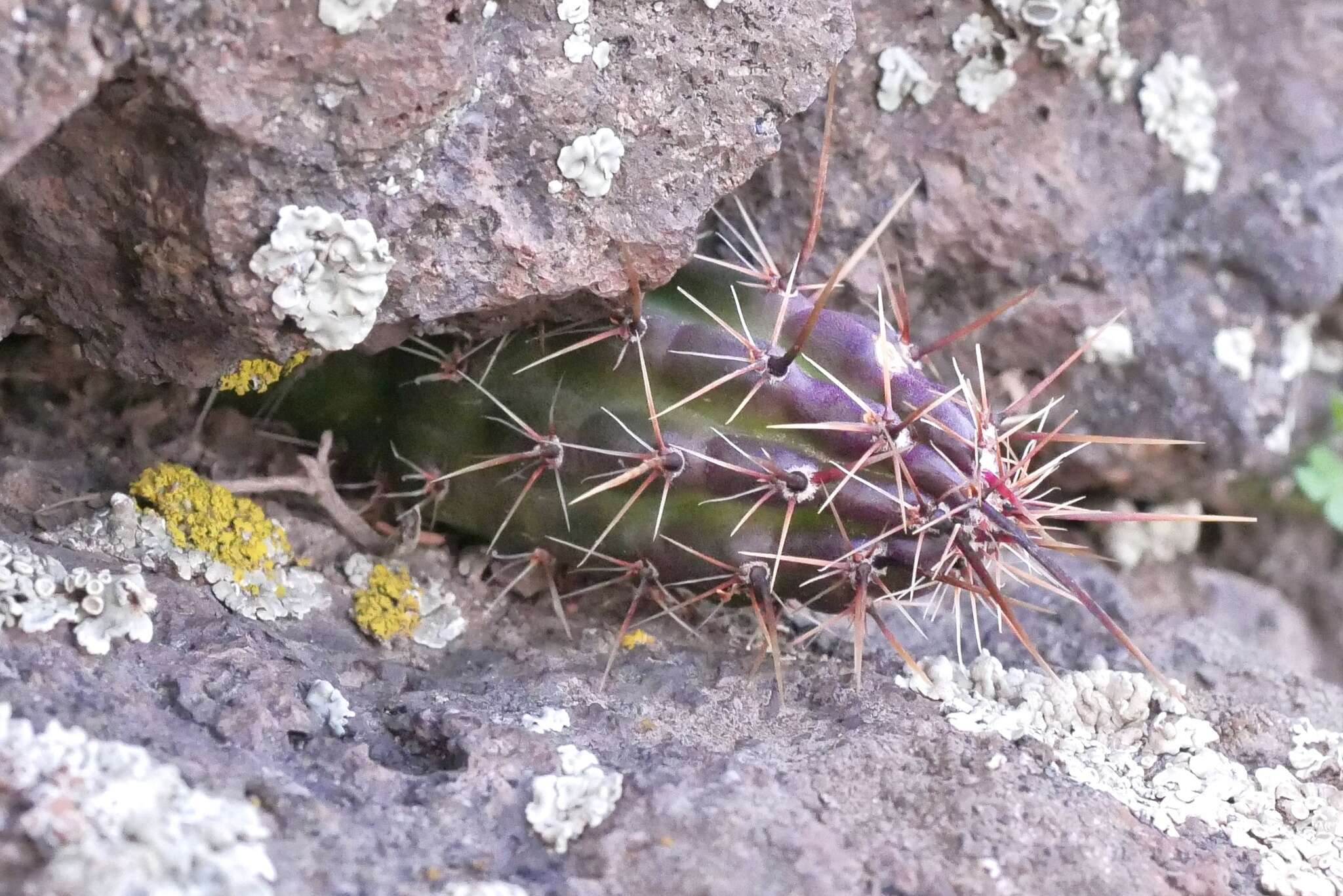 Imagem de Austrocactus spiniflorus (Phil.) F. Ritter