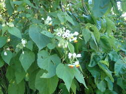 Image of African hemp