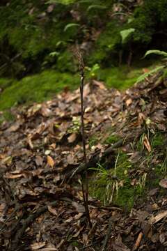 Sivun Aphyllorchis alpina King & Pantl. kuva