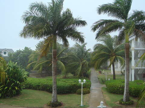 Image of Cuban Royal Palm