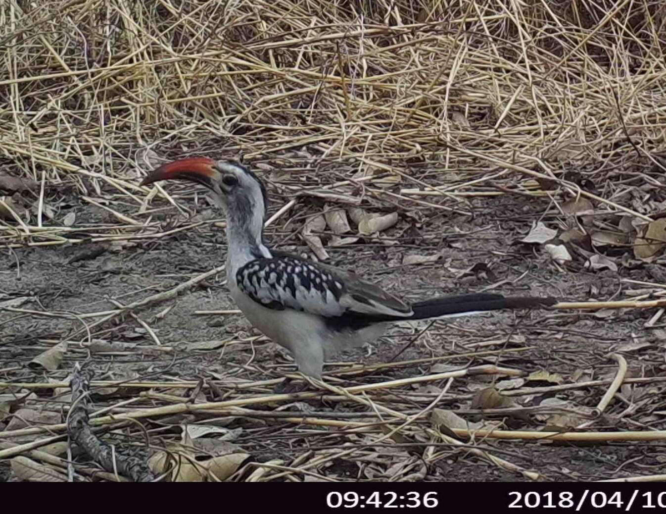 Image of Northern Red-billed Hornbill