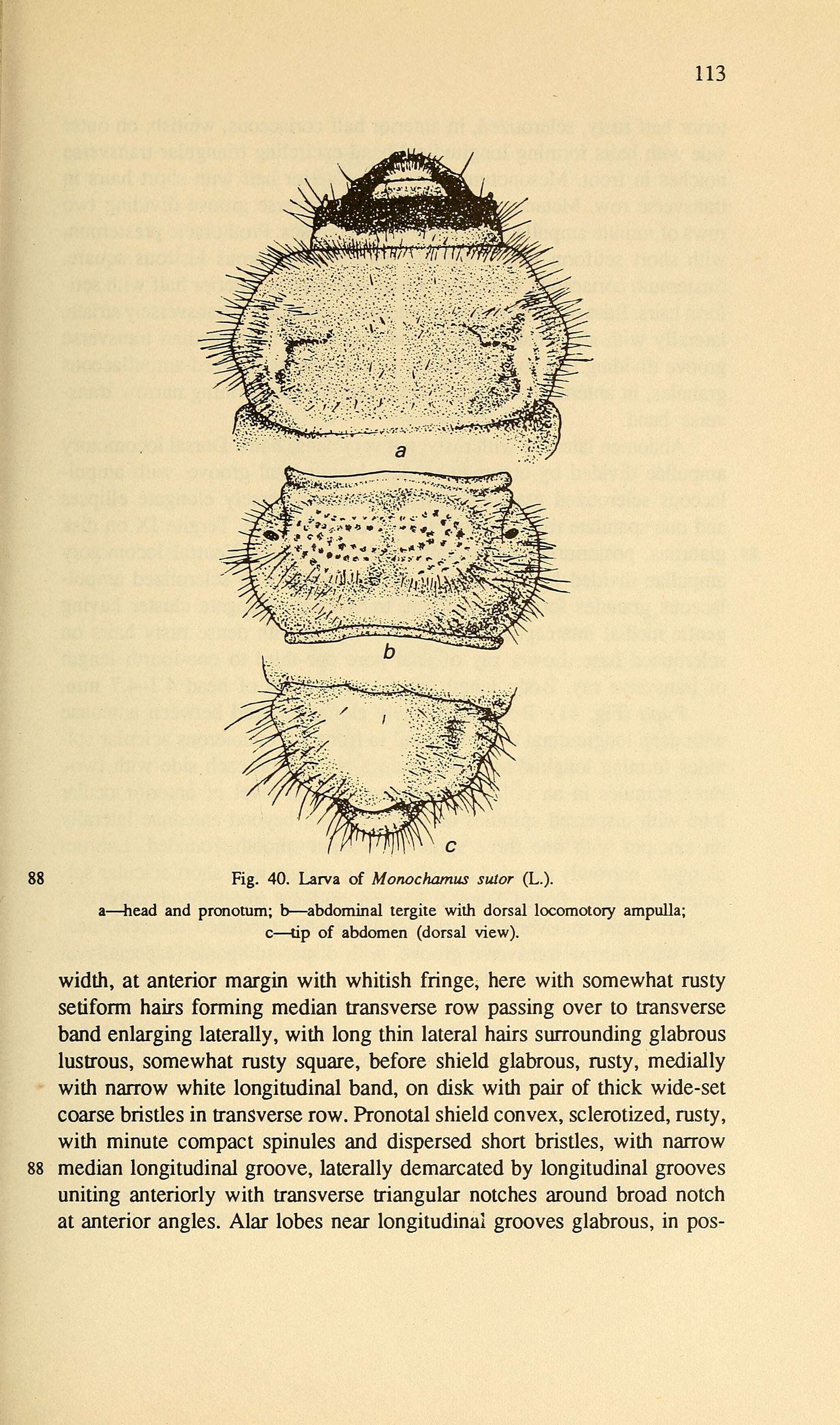 Image of Monochamus sutor (Linné 1758)