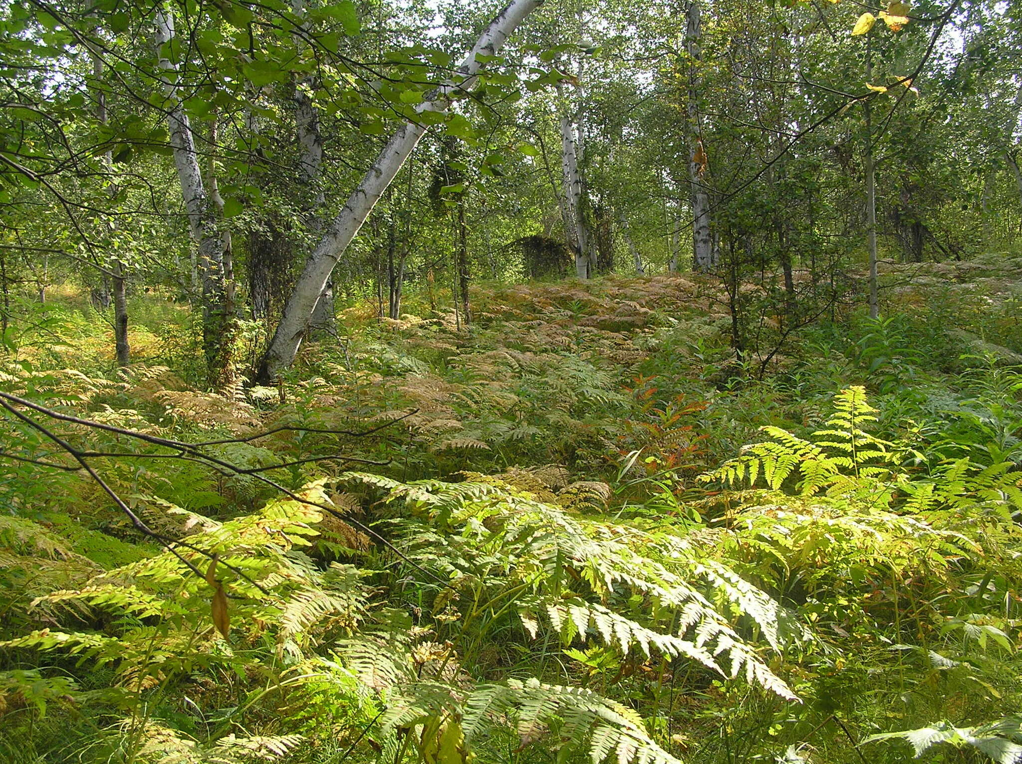 Image of Pteridium latiusculum subsp. japonicum (Nakai) Fraser-Jenkins