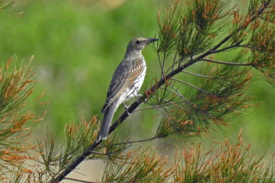 Image of Olive-backed Oriole