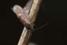 Image of Purplish Birch-miner Moth