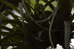 Image of leatherleaf airplant