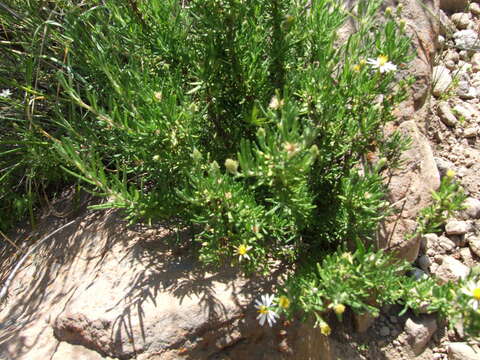 Image de Diplostephium meyenii (Sch. Bip.) Wedd.