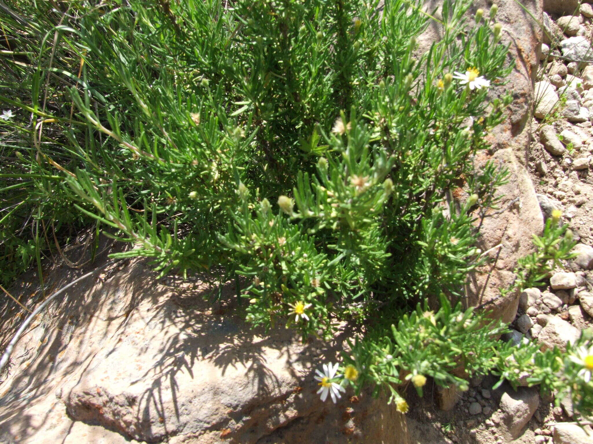 Image of Diplostephium meyenii (Sch. Bip.) Wedd.