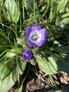 Image of North Coast phacelia