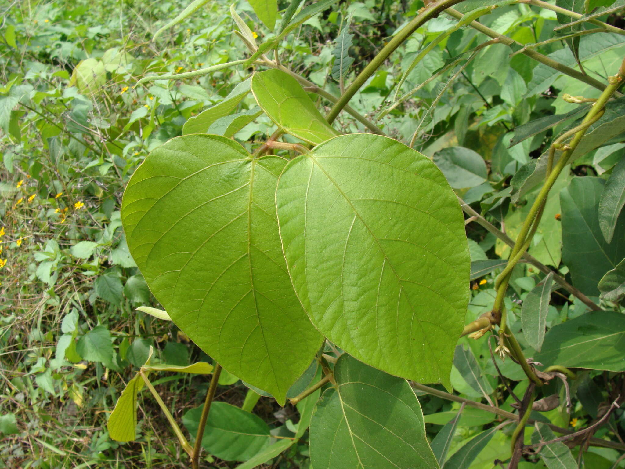 Image of Mucuna argyrophylla Standl.