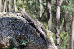 Image of Cunningham's skink