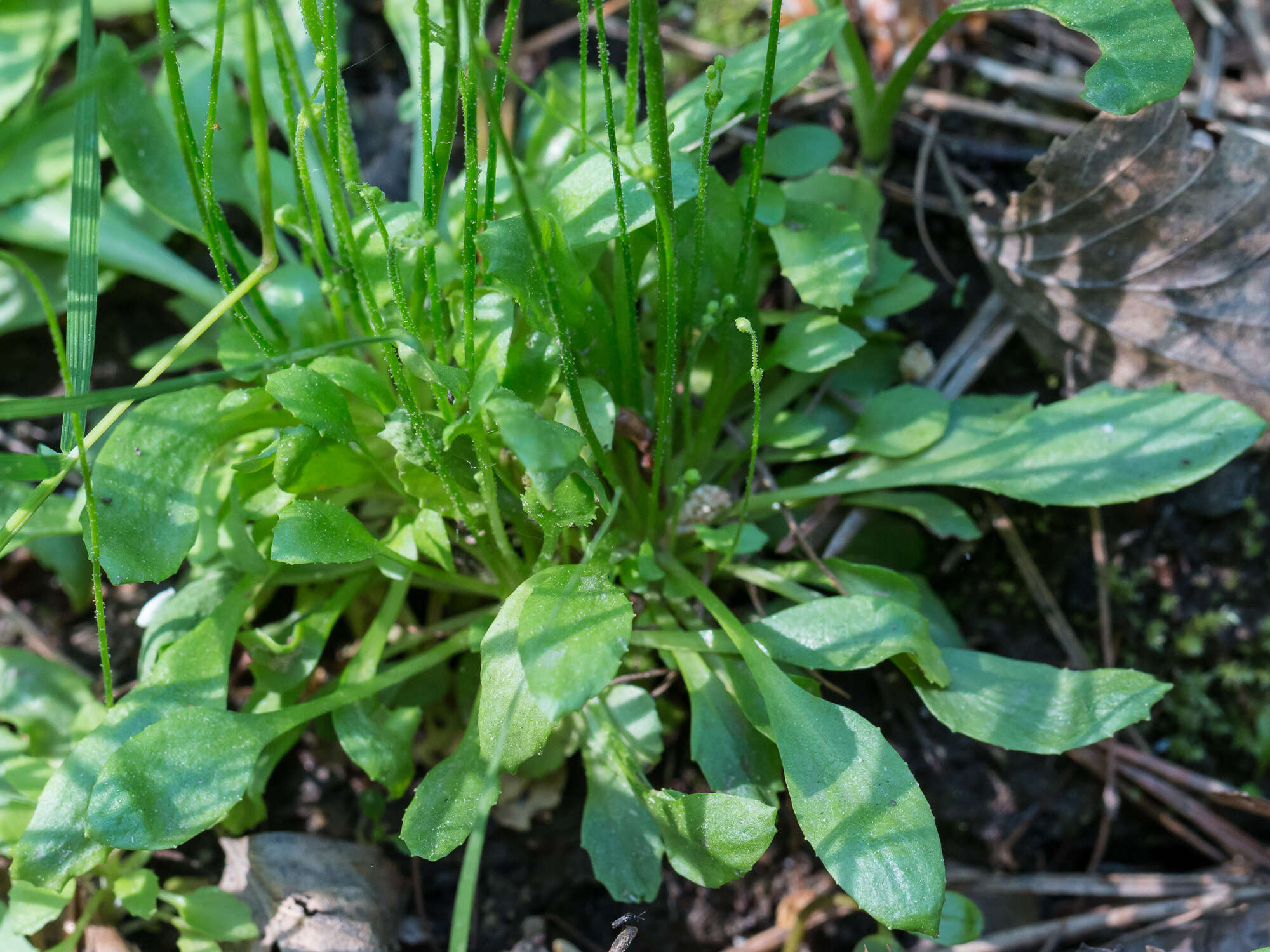 Image de Androsace filiformis Retz.