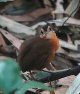 Image of Black-capped Babbler