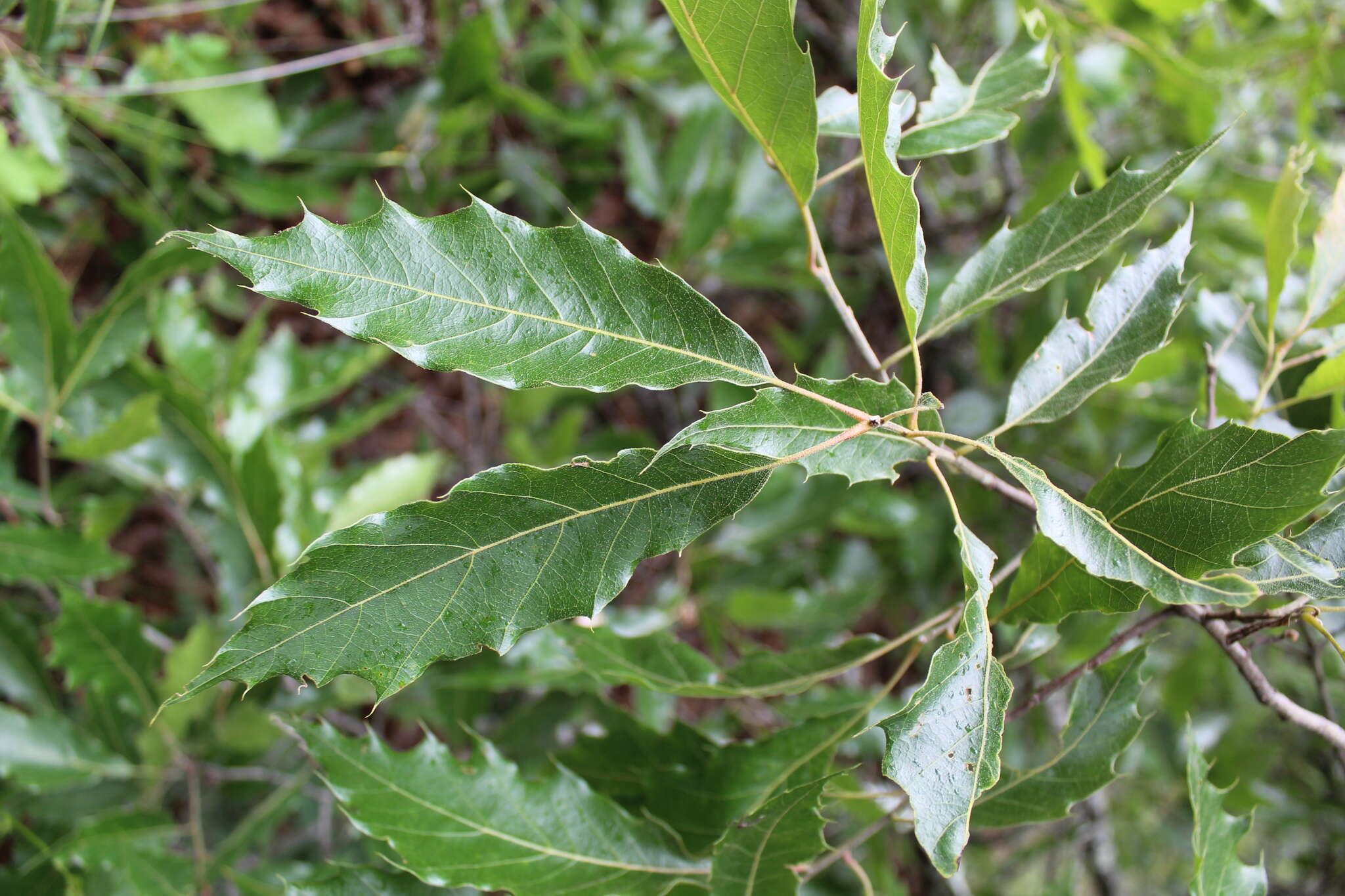 Image of Quercus acutifolia Née