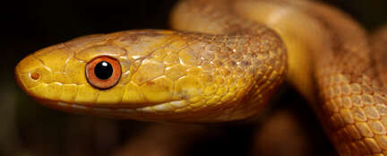 Image of black rat snake