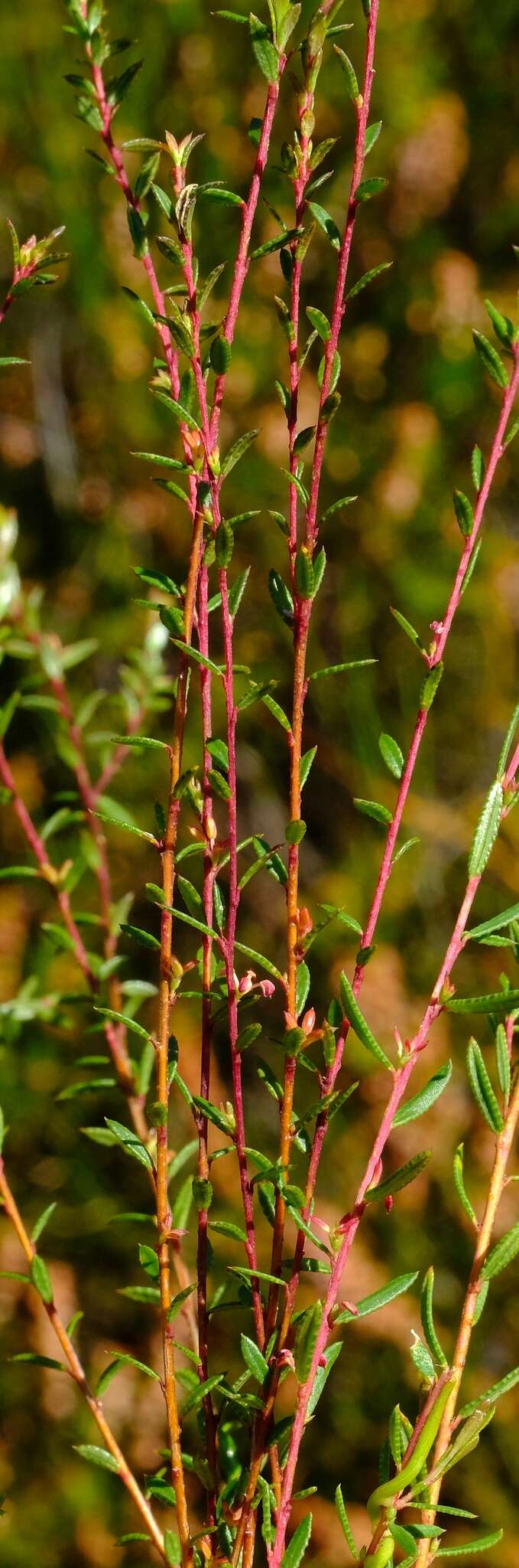 Image of Empleurum fragrans Glover