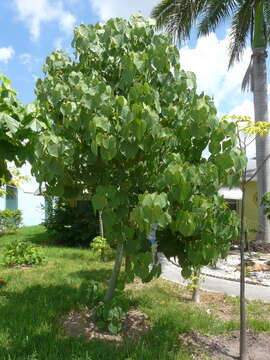 Image of Hildegardia populifolia (Roxb.) Schott & Endl.