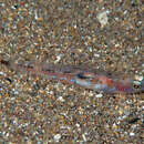 Image of Ferrer's Goby