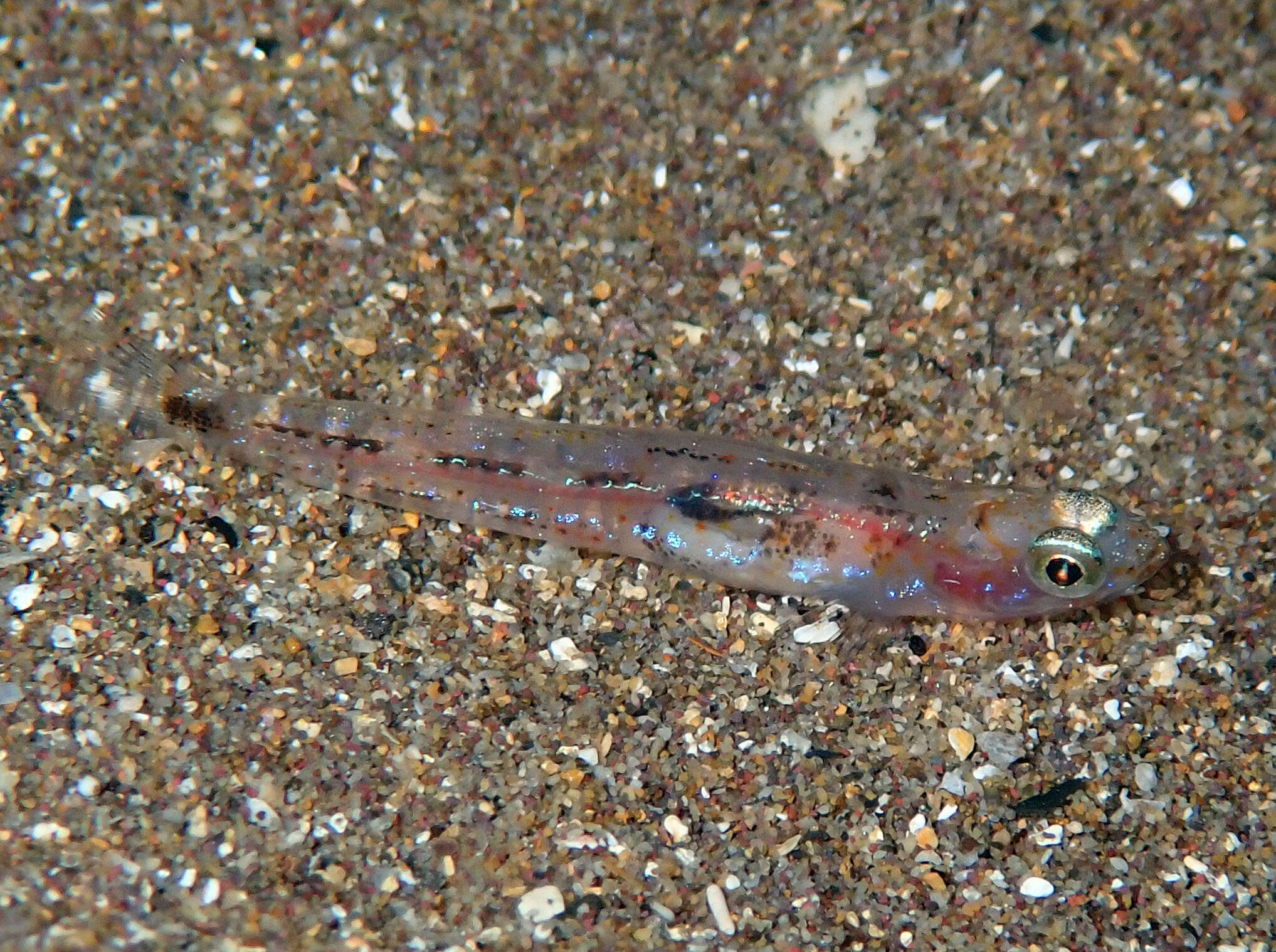 Image of Ferrer's Goby