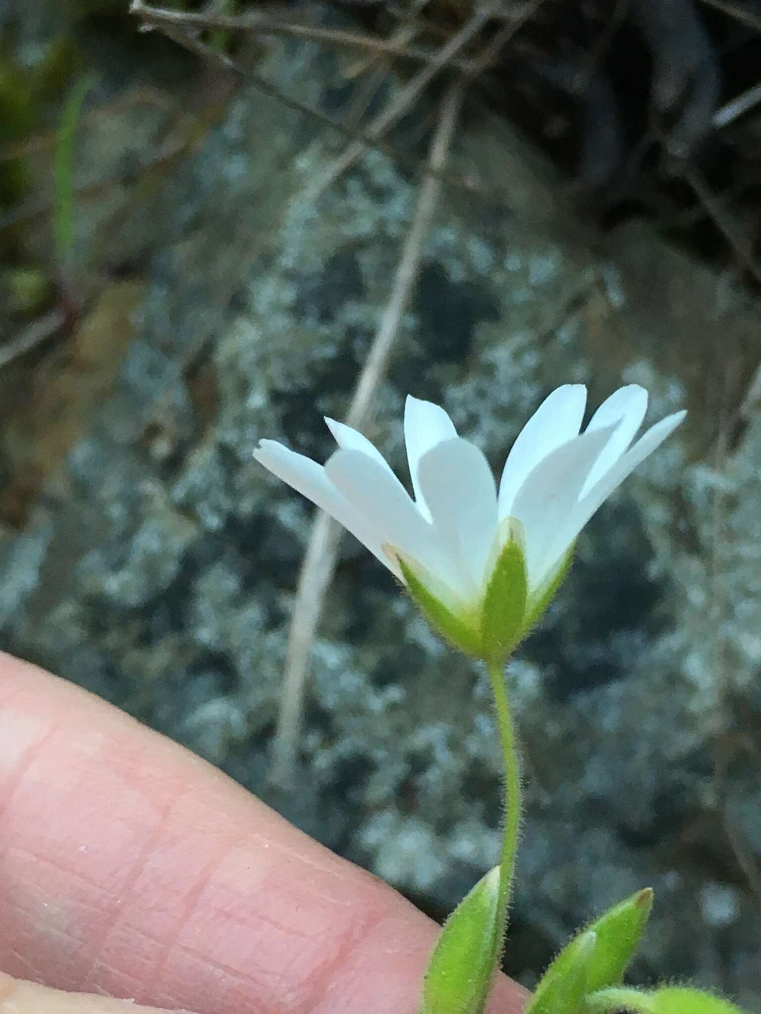 Image of field chickweed