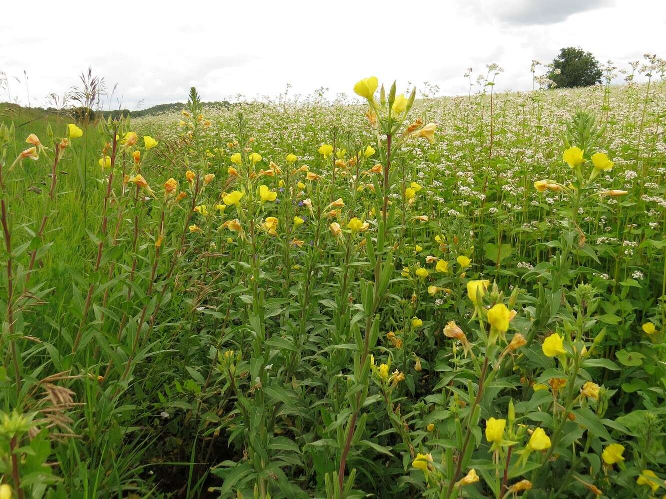 Imagem de Oenothera villosa Thunb.