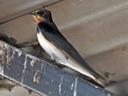 Image of Angola Swallow