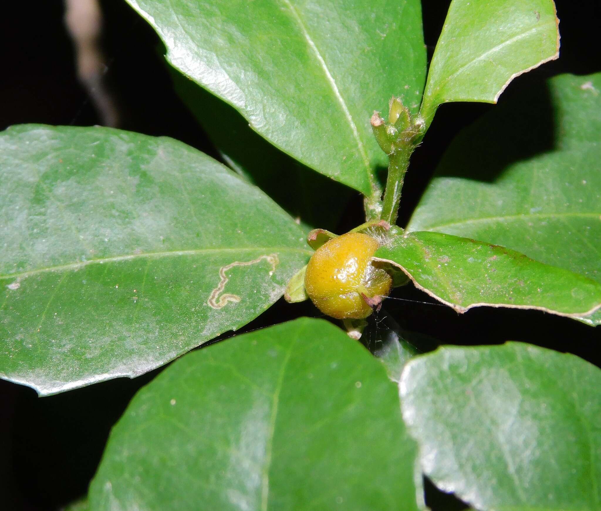 Image of Cassipourea flanaganii (Schinz) Alston