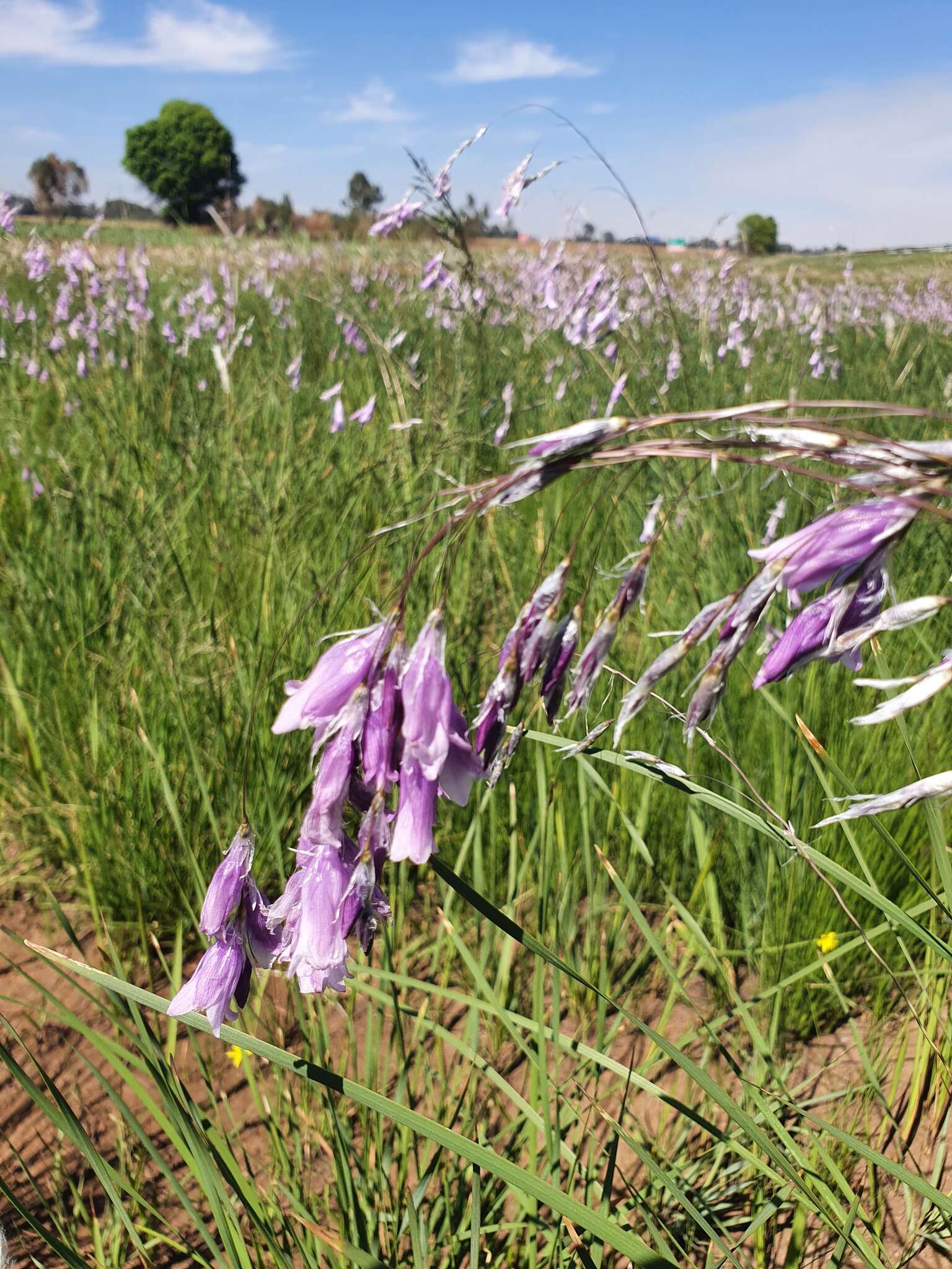 صورة Dierama mossii (N. E. Br.) Hilliard