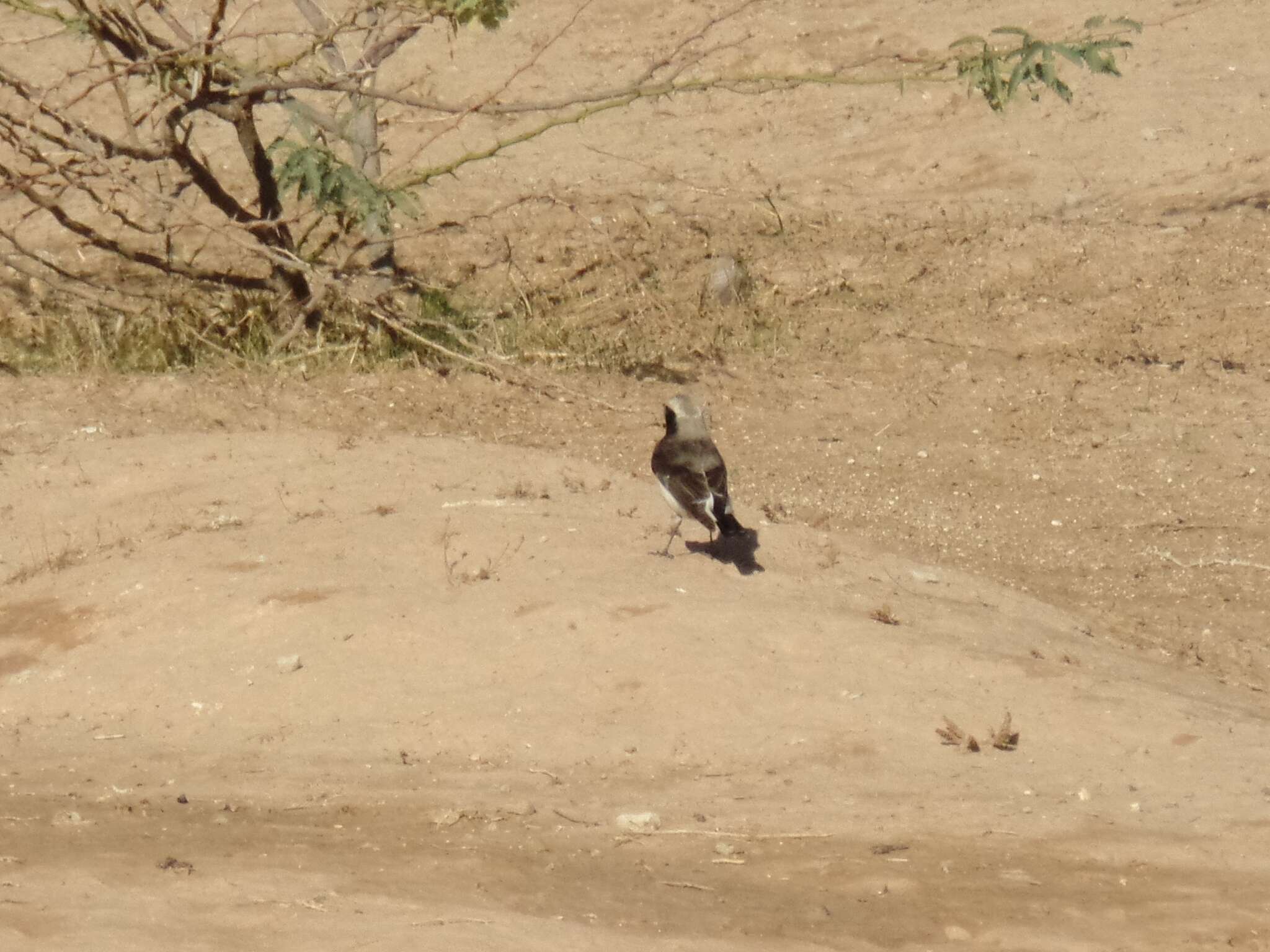 Image of Mourning Wheatear