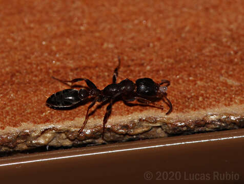 Image of Pseudomyrmex phyllophilus (Smith 1858)