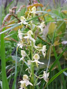 Слика од Platanthera chlorantha (Custer) Rchb.