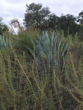 Image of American Aloe