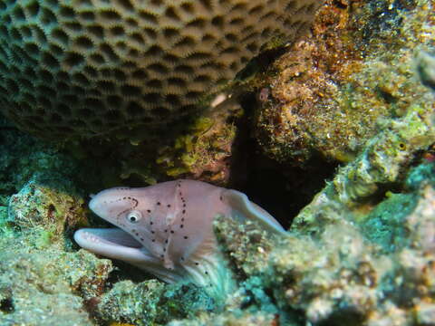 Image of Geometric moray