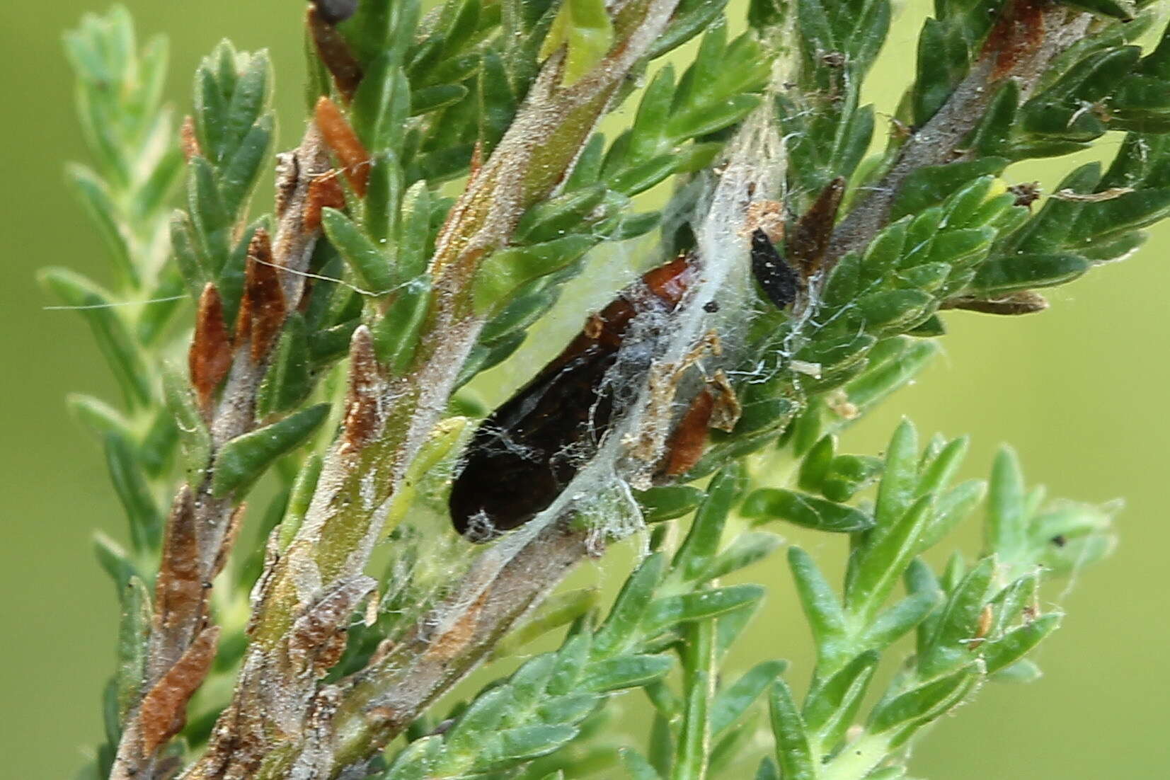 Image of Aristotelia ericinella Zeller 1839