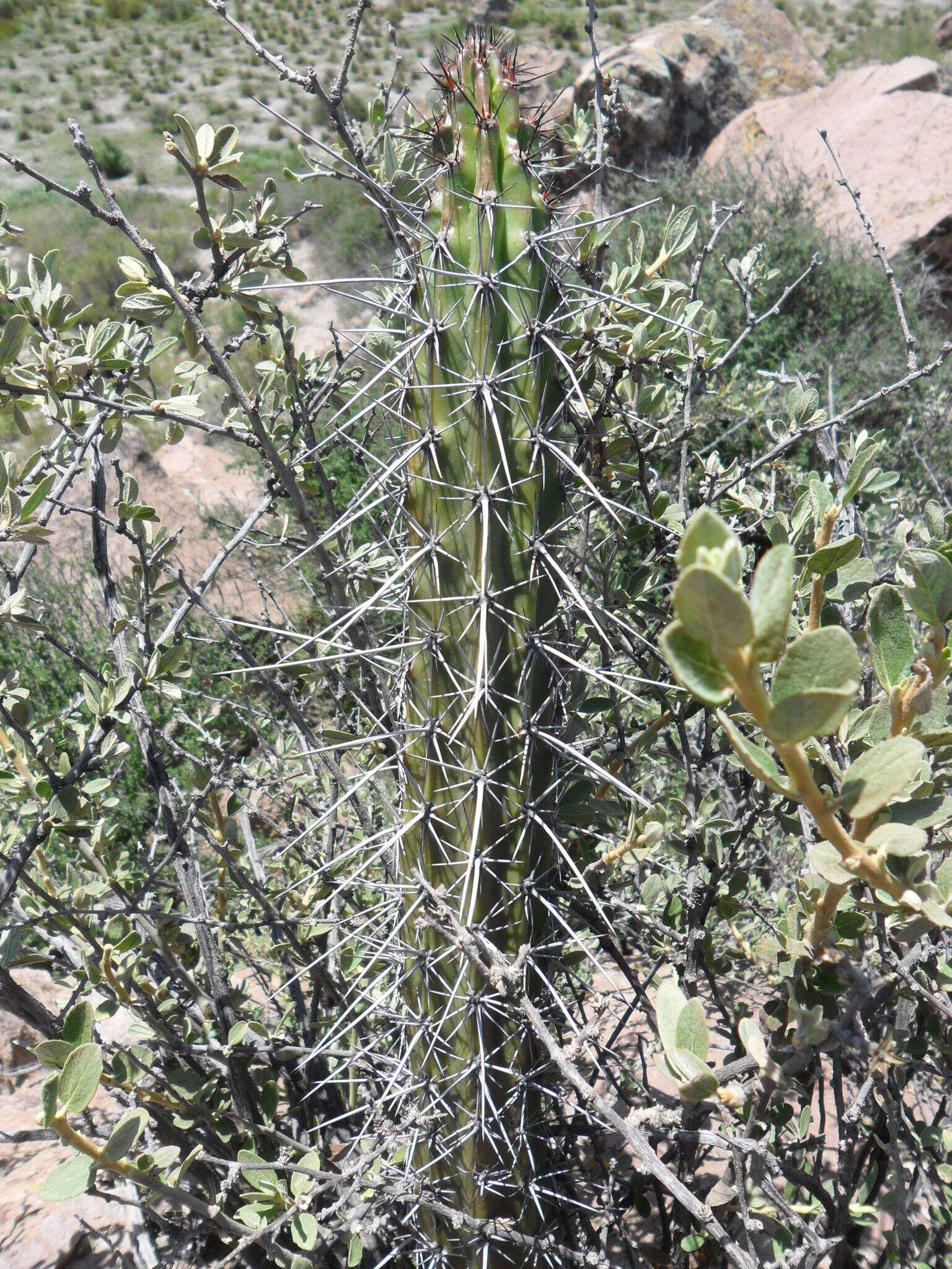 Image of Corryocactus aureus (F. A. C. Weber) Hutchison