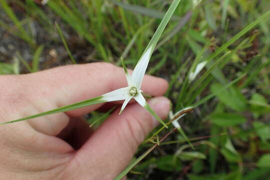 Image of starrush whitetop