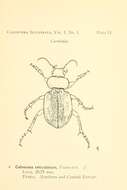 Image of Callisthenes (Callisphaena) reticulatus (Fabricius 1787)