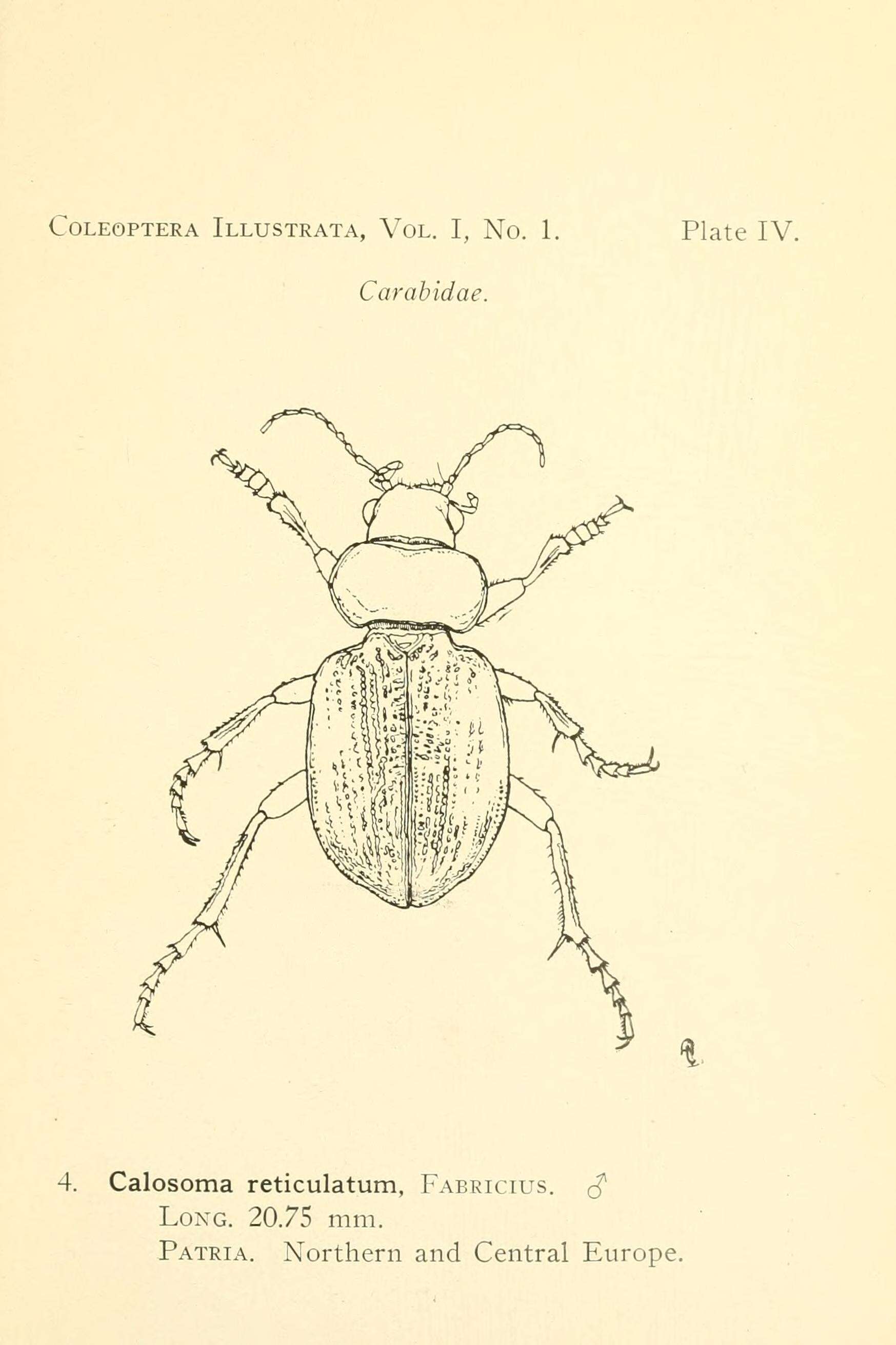 Image of Callisthenes (Callisphaena) reticulatus (Fabricius 1787)