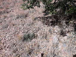 Image of Agave parviflora subsp. parviflora